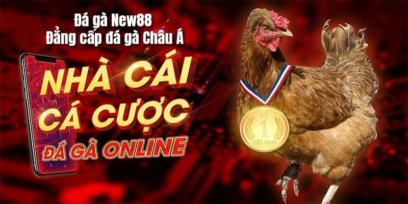 Xem đá gà trực tiếp Thomo trên app khi link bị chặn