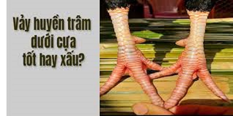 Đặc điểm của vảy gà huyền trâm dưới cựa