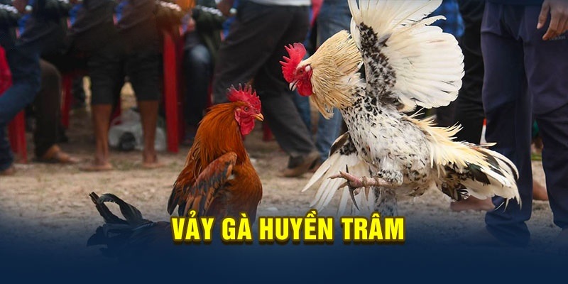 Giới thiệu về vảy gà huyền trâm